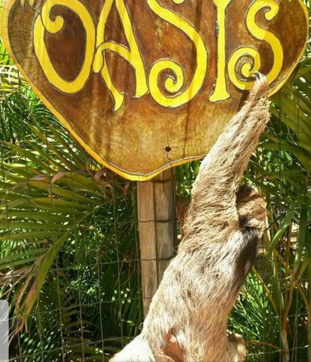 Chale "Oasis" Villa Praia do Forte Exterior foto